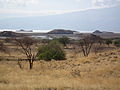 Flora of Tanzania 2245 Nevit.jpg