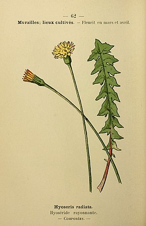 Beschreibung des Bildes Farbige Taschenflora der Mittelmeerküste von Genua bis Barcelona einschließlich Korsika (6243944061) .jpg.