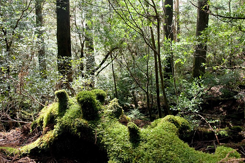 File:Forest in Yakushima 27.jpg