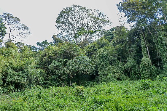 Southern part of the Kibira forest Photograph: User: Ferdinand IF99