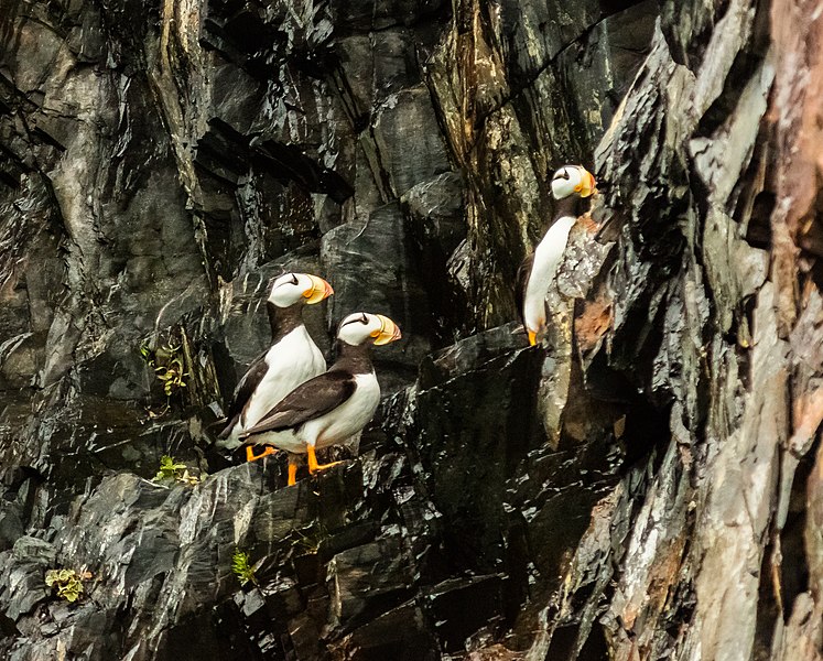 File:Frailecillos corniculados (Fratercula corniculata), Bahía de Aialik, Seward, Alaska, Estados Unidos, 2017-08-21, DD 84.jpg