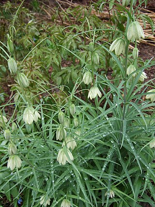 <i>Fritillaria thunbergii</i> Species of flowering plant