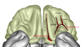 Cerebrum. Inferior view.