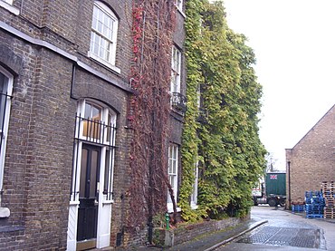 The Wisteria plant at the Griffin brewery 2008