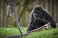 G. g. gorilla, Duisburg - 0093.jpg