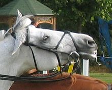 The "gag snaffle", used with two reins, showing the sliding cheekpieces Gag bit.JPG