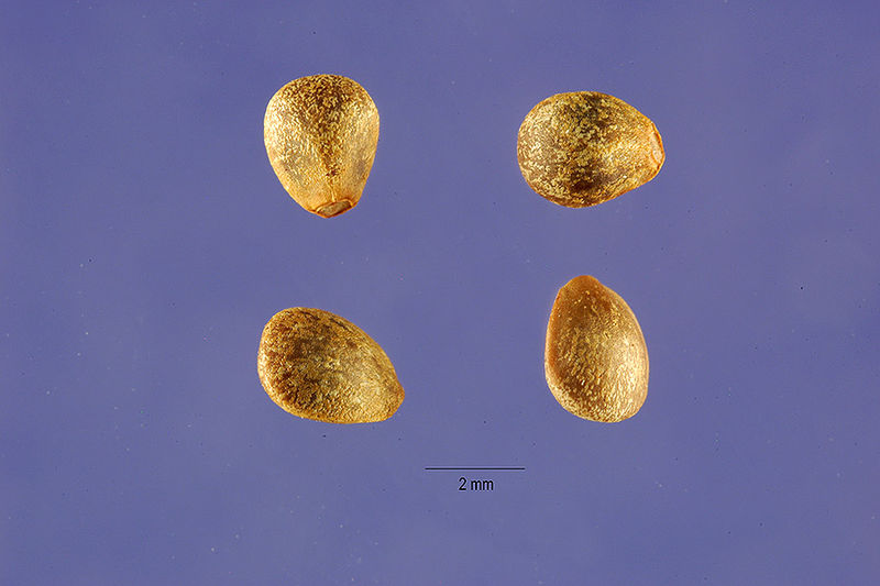 File:Galeopsis tetrahit seeds gate2 002 lhp.jpg