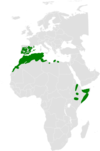 Aire de répartition du Cochevis de Thékla