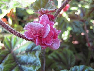<i>Begonia incarnata</i> species of plant