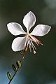 (Lindheimers) prachtkaars, Gaura lindheimeri 'Whirling butterflies'