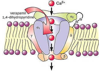 L-type calcium channel