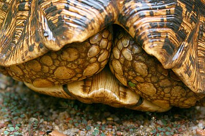 Черепахи пара. Капская крапчатая черепаха. Окаймлённая сухопутная черепаха. Сухопутная леопардовая черепаха. Geochelone pardalis.