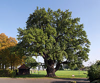 Oak - the thick oak