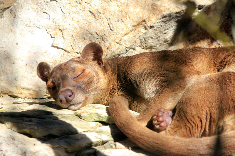 File:Gfp-sleeping-fossa.jpg