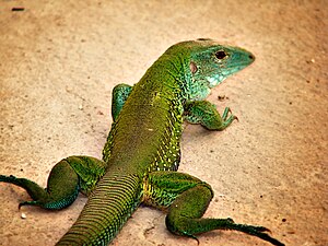 Green ameive (Ameiva ameiva)