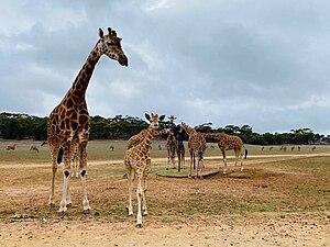 Monarto Zoo has the most successful breeding program of giraffe in Australasia (herd pictured) Giraffe Herd Monarto.jpg