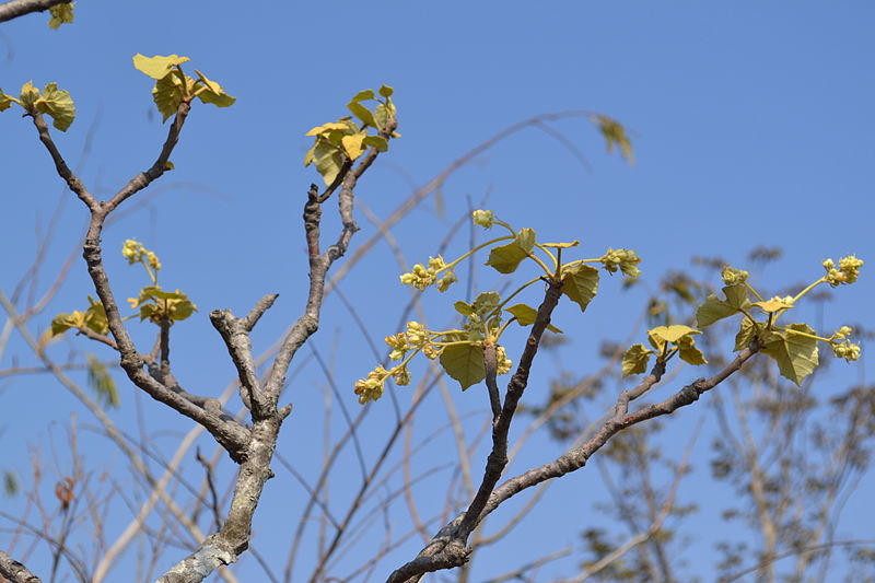 File:Givotia moluccana - leaves.JPG