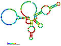 Thumbnail for GlmS glucosamine-6-phosphate activated ribozyme