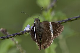 Autochton bipunctatus (Gmelin's banded skipper) dorsal