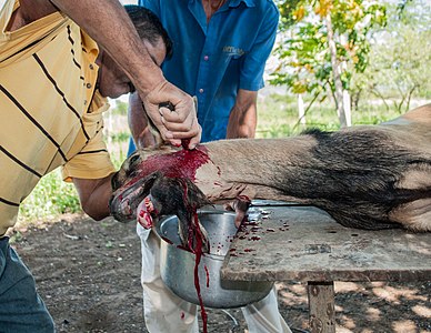 Goat killed for Christmas dinner