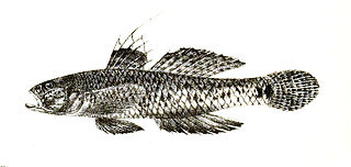 <i>Favonigobius reichei</i> Species of fish