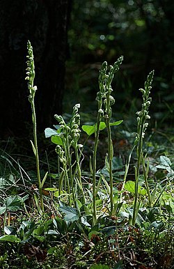 Yövilkkakasvusto (Goodyera repens).