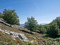 * Nomination Landscape on the Mairulegorreta trail to Gorbea summit; beeches. Álava, Basque Country, Spain --Basotxerri 14:52, 20 September 2016 (UTC) * Promotion  Support Good quality. --XRay 15:26, 20 September 2016 (UTC)