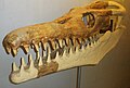 Mandibule reconstitué et reste complet du crâne de Goronyosaurus.
