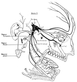 <span class="mw-page-title-main">Trigeminal nerve</span> Cranial nerve responsible for the faces senses and motor functions