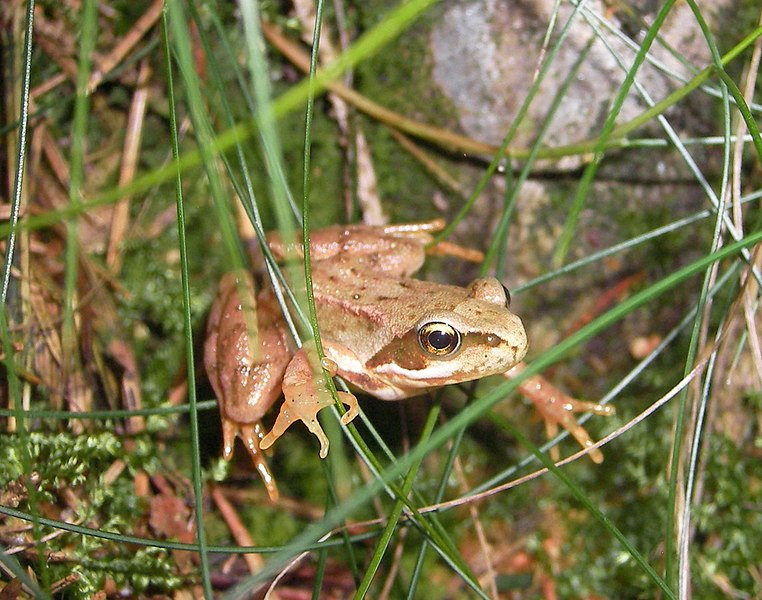 File:Grasfrosch-052.jpg