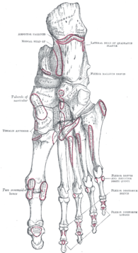 Muscle attachments (seen from belowe) Gray269.png