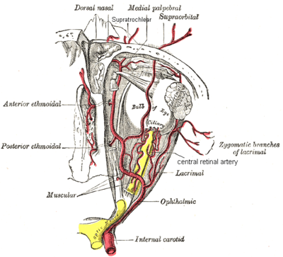 Arteria centrale della retina