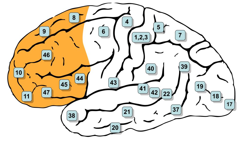 Pre-frontal Cortex-avatar