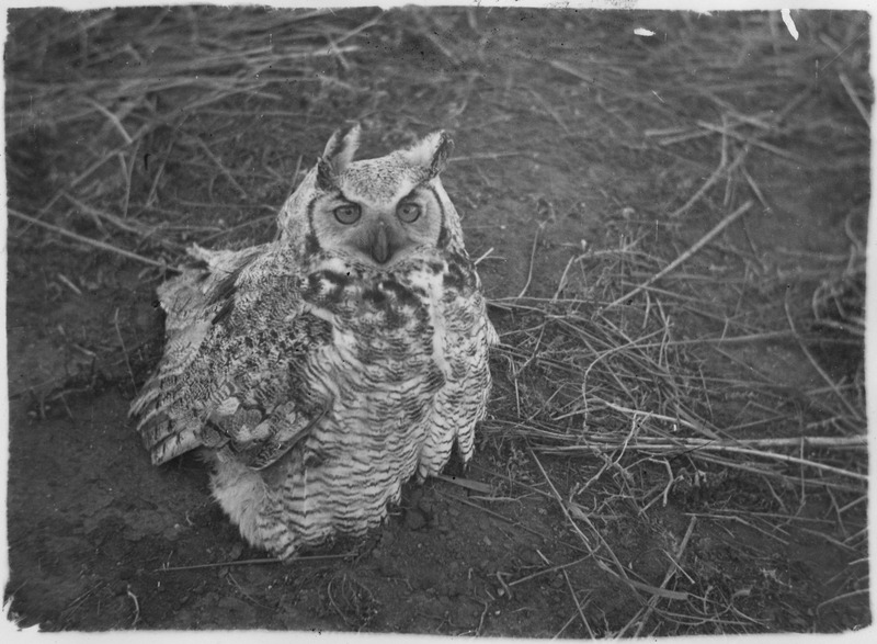 File:Great Horned owl sitting on ground - NARA - 283826.tif