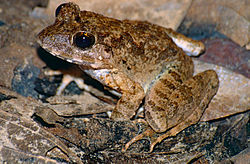 Greater Swamp Frog (Limnonectes ingeri) (14190323092).jpg