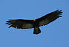 Greater Yellow-headed Vulture (Cathartes melambrotus) in flight from below.jpg