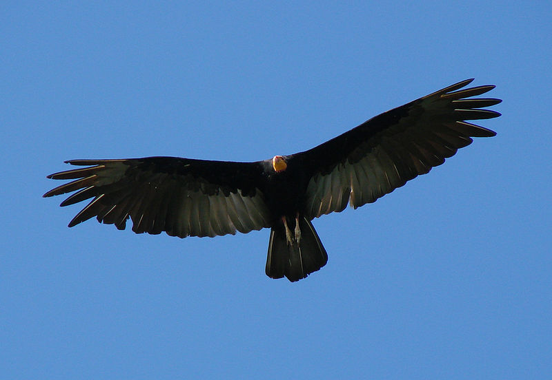 Fichier:Greater Yellow-headed Vulture (Cathartes melambrotus) in flight from below.jpg