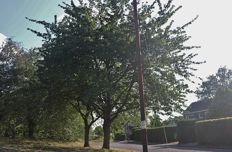 File:Green on Oundle Road, Chesterton - geograph.org.uk - 6236713.jpg