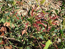 Grevillea maccutcheonii.JPG