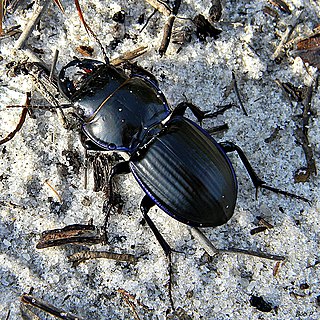 <i>Pasimachus sublaevis</i> Species of beetle