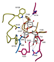 An oligosaccharide (shown in grey) bound in the binding site of a plant lectin (Griffonia simplicifolia isolectin IV in complex with the Lewis b blood group determinant); only a part of the oligosaccharide (central, in grey) is shown for clarity. Gs4 sugar all.png