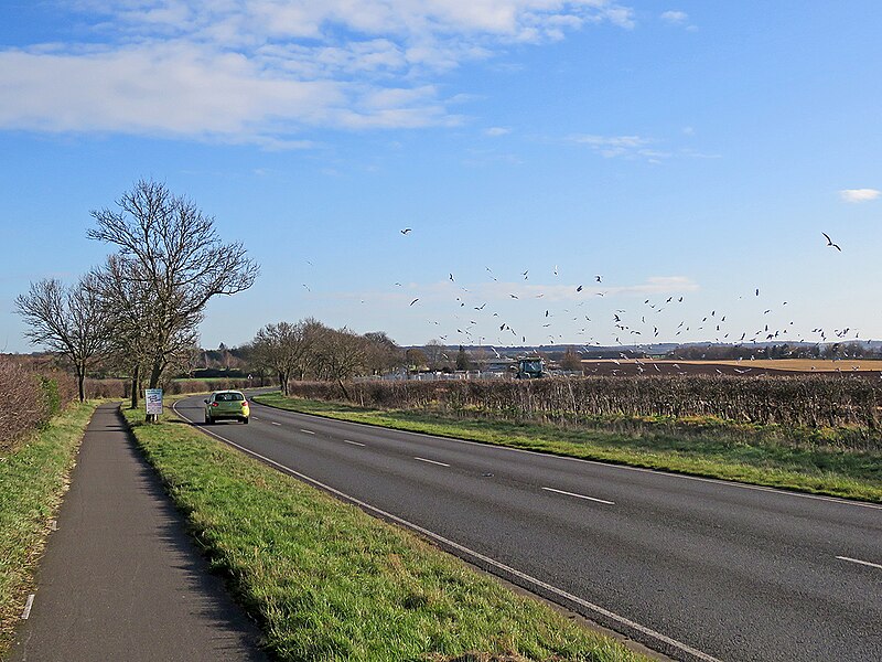 File:Gulls following the plough - geograph.org.uk - 5611569.jpg