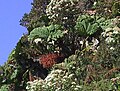 de:Gunnera insignis, Costa Rica (Irazu)