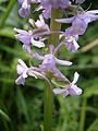 Gymnadenia conopsea inflorescence