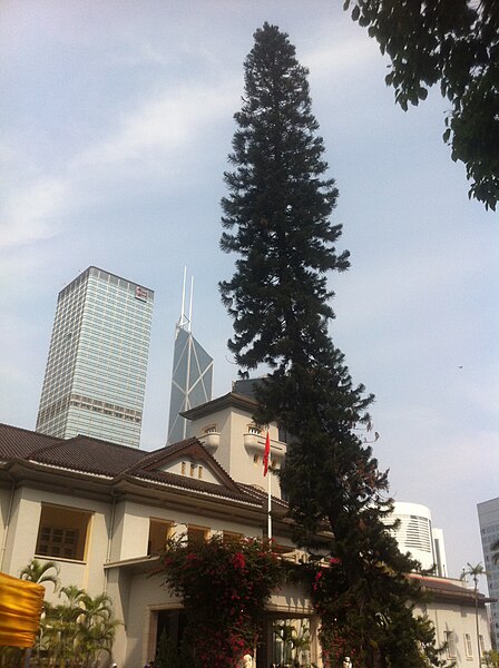 File:HK Central 禮賓府 Government House 開放日 Open Day 鬼樹 Araucaria columnaris Cheung Kong Tower April-2012.jpg