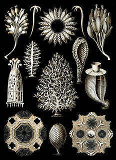 <span class="mw-page-title-main">Calcareous sponge</span> Class of marine sponges of the phylum Porifera which have spicules of calcium carbonate