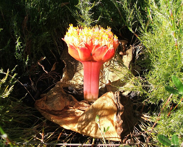 File:Haemanthus sanguineus flower Blaauwberg CapeTown 2.JPG