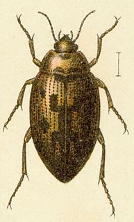 Haliplus variegatus