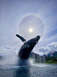 Halo (optical phenomenon) Optical phenomenon of the sky