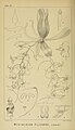 Mystacidium capense (as syn. Mystacidium filicorne) plate 55 in: Harry Bolus: Orchids of South Africa volume I (1896)